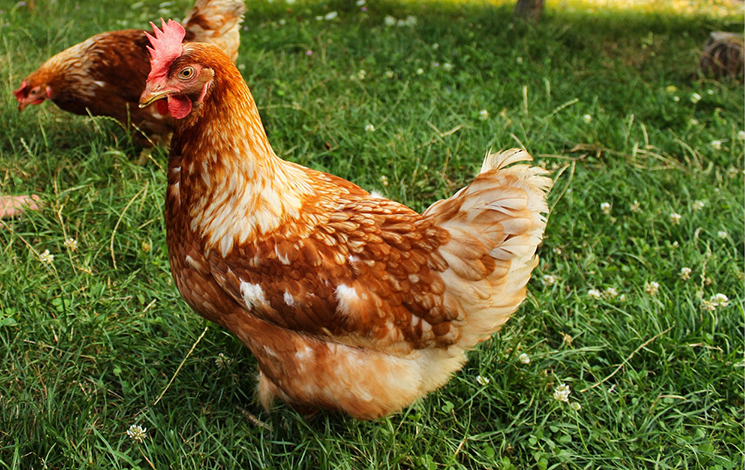 Backyard chickens are giving Tennesseans salmonella, CDC says