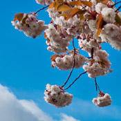 Cherry Trees - Taylor Way