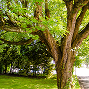 Jubilee Maple Tree - 13th Street & Marine Drive