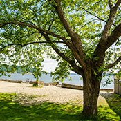Norway Maple Tree, Specimen 1 - Ambleside Park