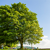 Silver Maple Trees, Specimen 2 - Ambleside Park