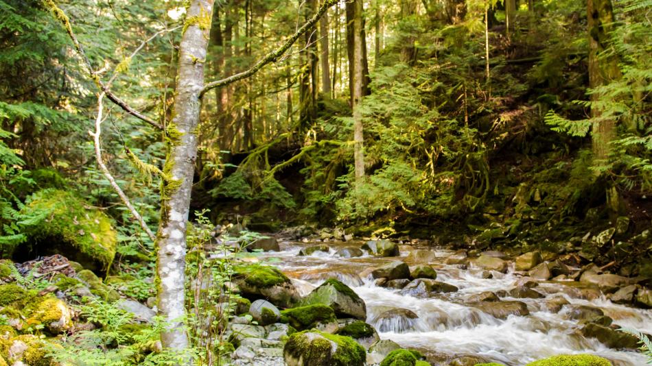 Environmental Resilience