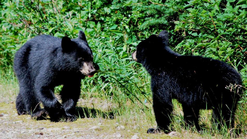 Two black bears at the edge of a wood