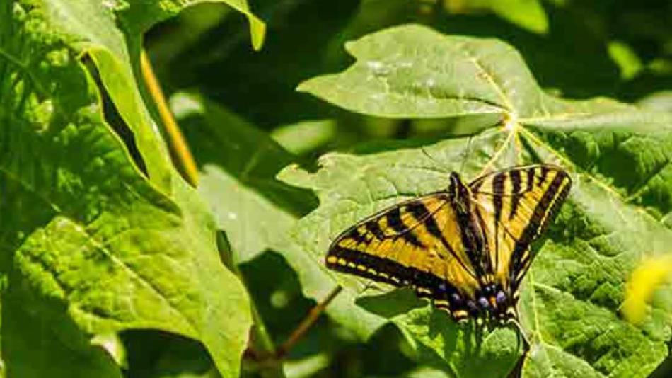 A black and yellow butterfly sits with wings spread on top of a large, round leaf.