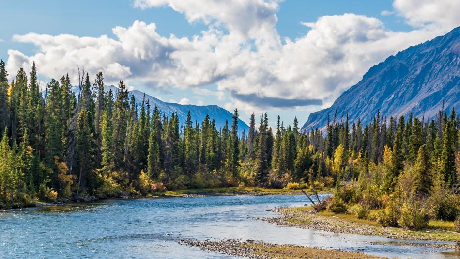 A wide, serene landscape opens up to a clear river winding gently through a broad valley. On both sides, dense stands of evergreen trees form rich green borders, their tall, pointed silhouettes creating a strong natural frame around the water. The river reflects the pale sky in soft ripples, and its surface looks calm, almost glassy, as it disappears into the distance.