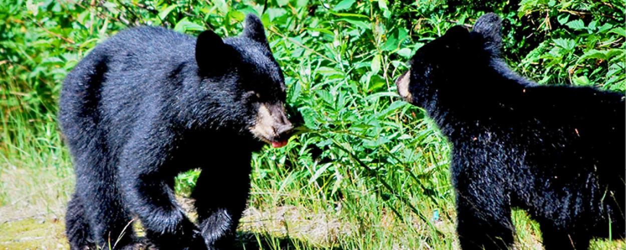 North Shore black bears: garbage a major problem - North Shore News