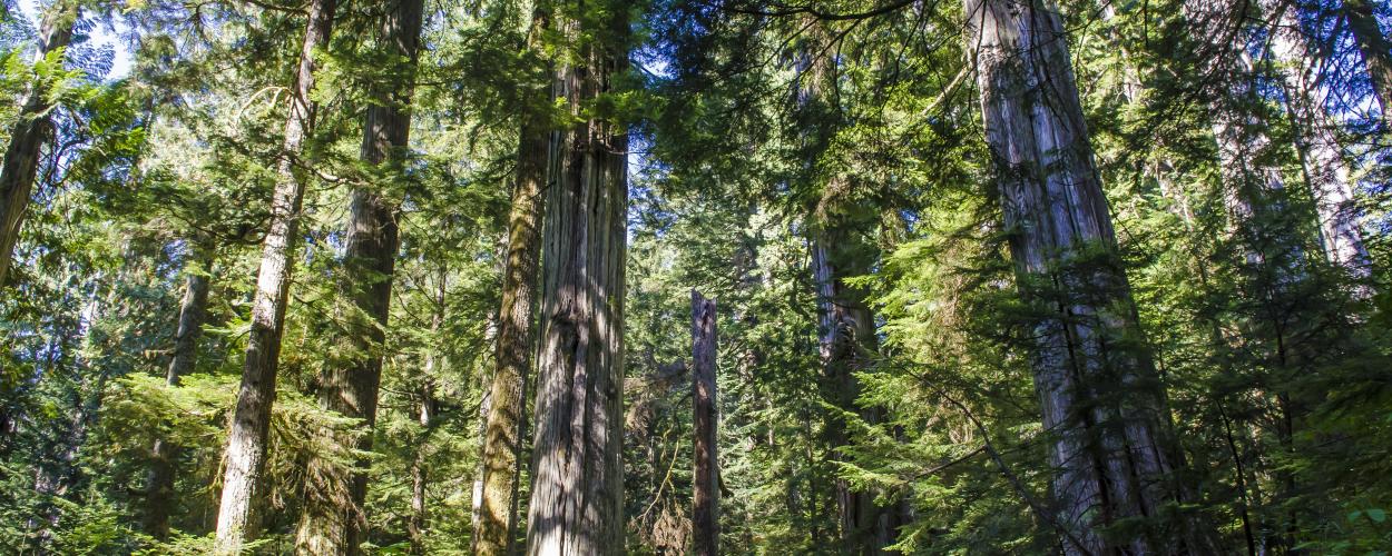 DWV Forest 
