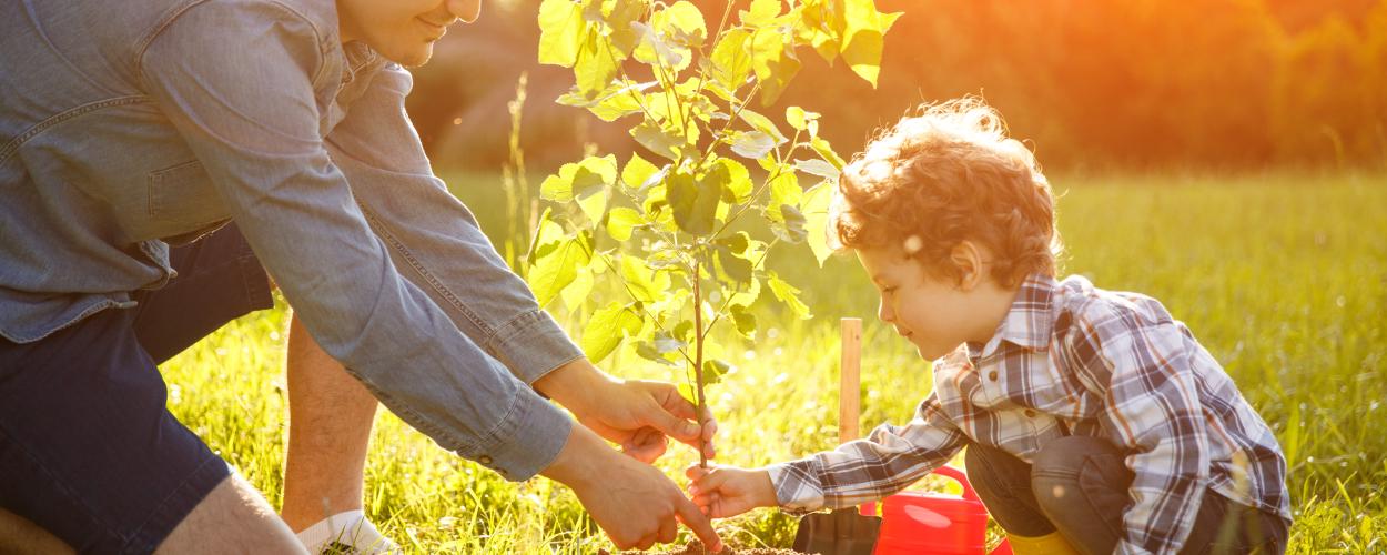 yard tree planting main image