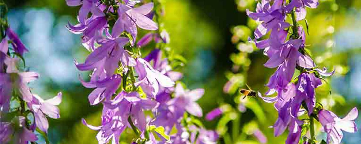 Purple flowers on a vine. A bee flys toward one. 