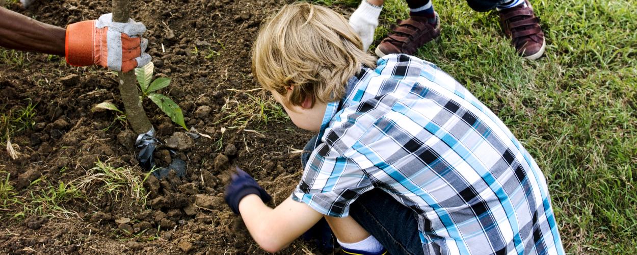yard tree planting - more images