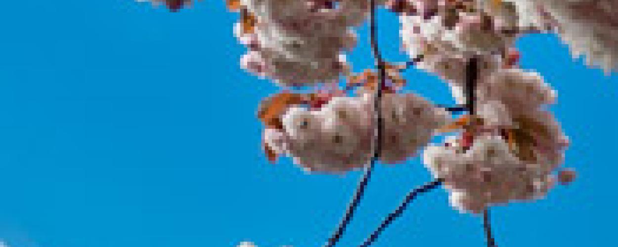 Cherry Trees - Taylor Way