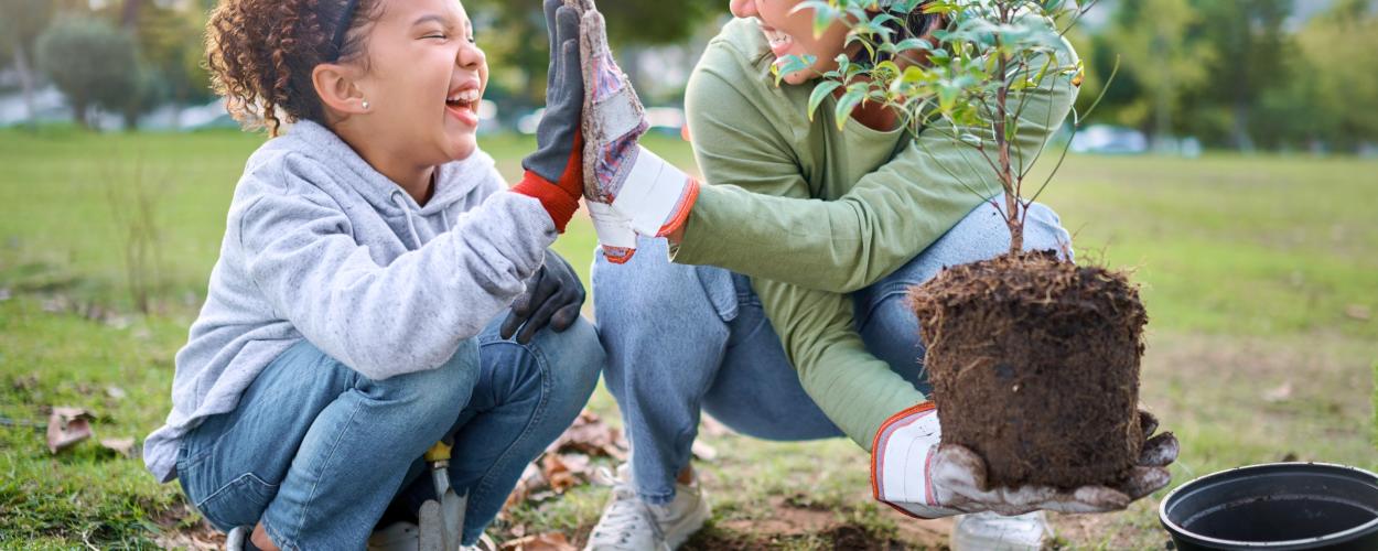 yard tree planting - carousel