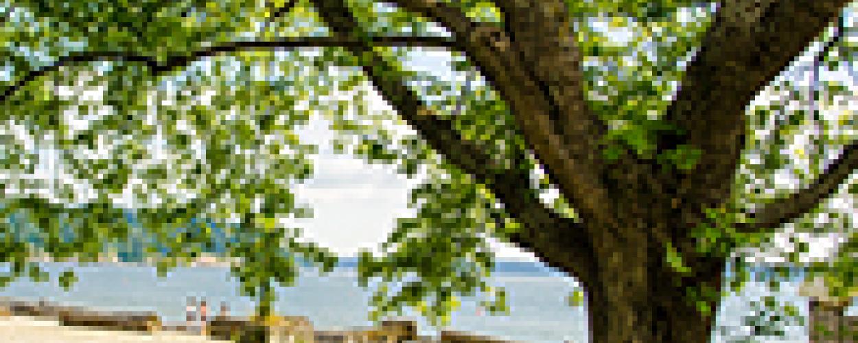 Norway Maple Tree, Specimen 1 - Ambleside Park
