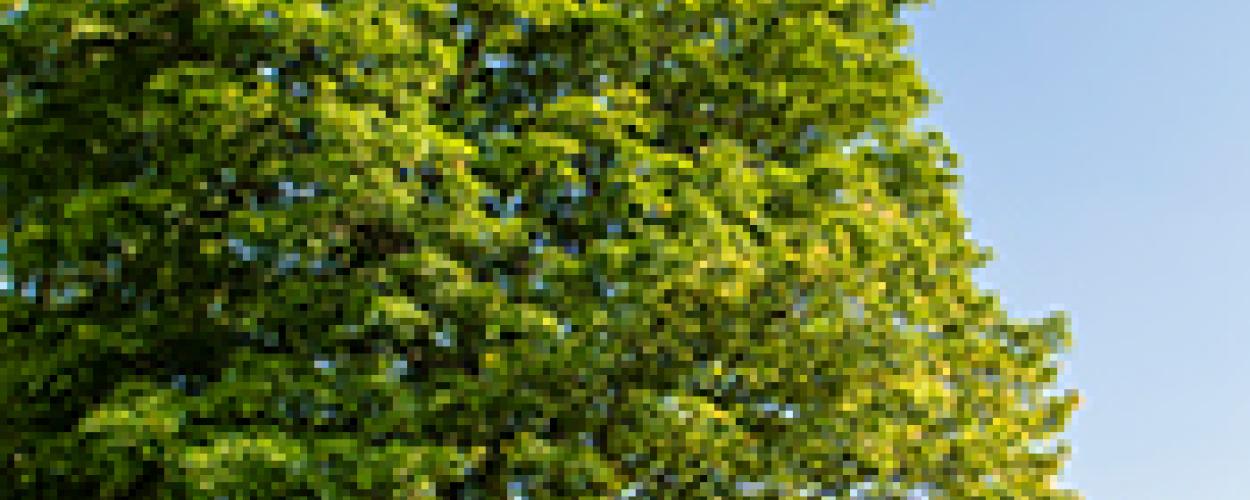 Silver Maple Trees, Specimen 2 - Ambleside Park