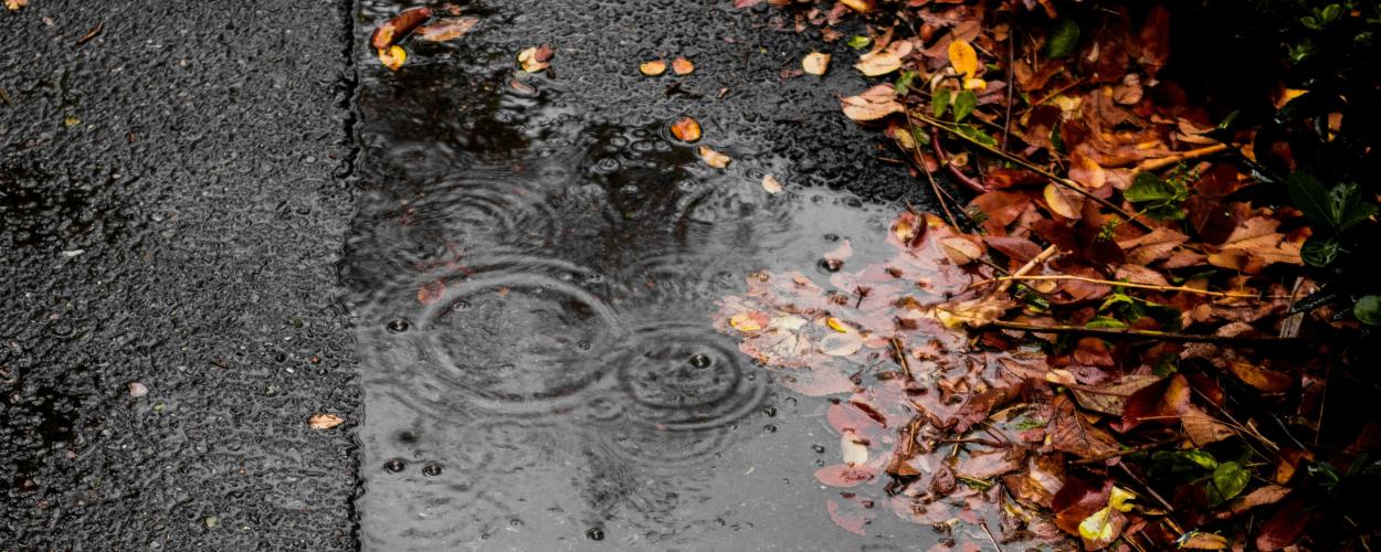 A wet street with puddles and fallen autumn leaves