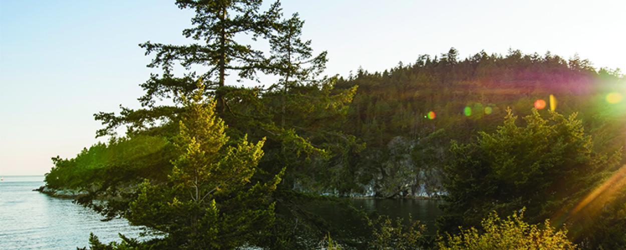 A forested coastline.