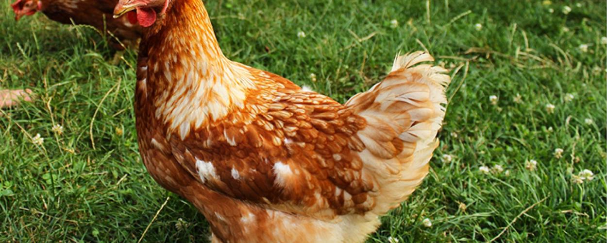 A brown chicken stands in the grass with some clover flowers in it. A second chicken pecks at the ground behind the first. 