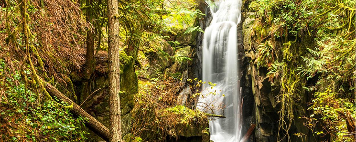 A waterfall in a lush green forest.