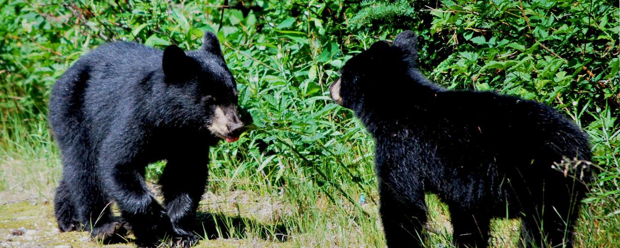 Two black bears at the edge of a wood