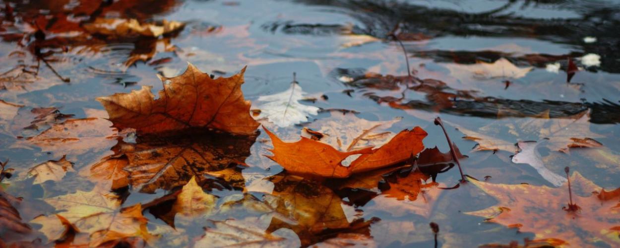 Autumn leaves in a puddle of water.