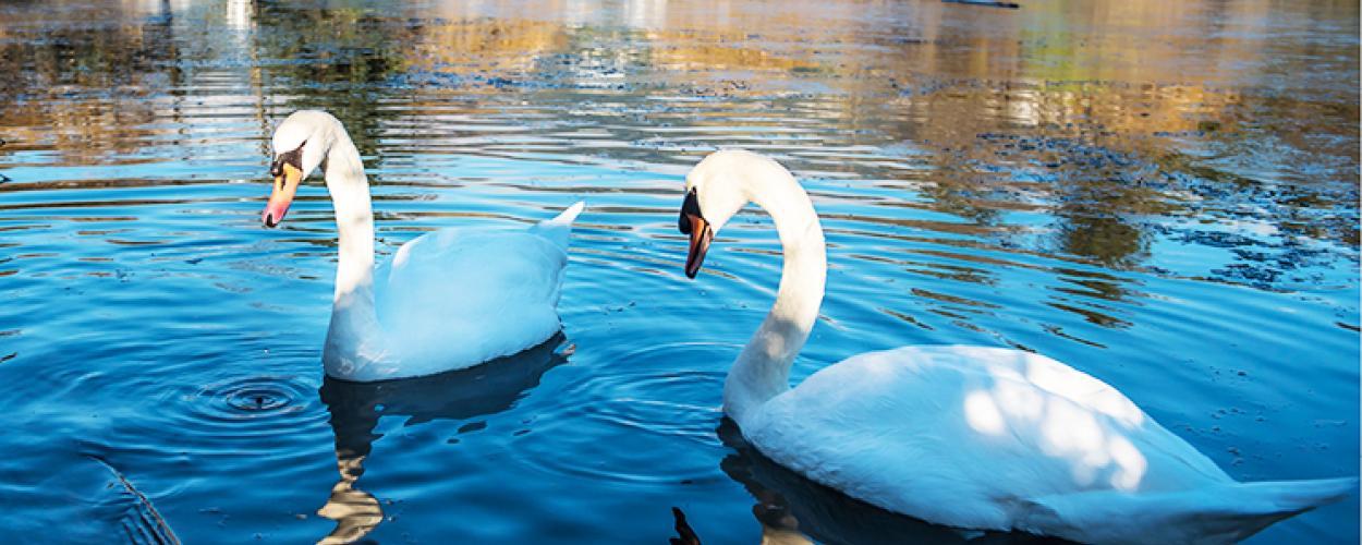 Swans