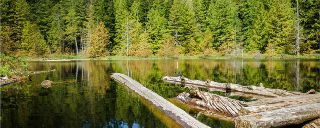 Several dead tree trunks float on a still lake surrounded by forest.