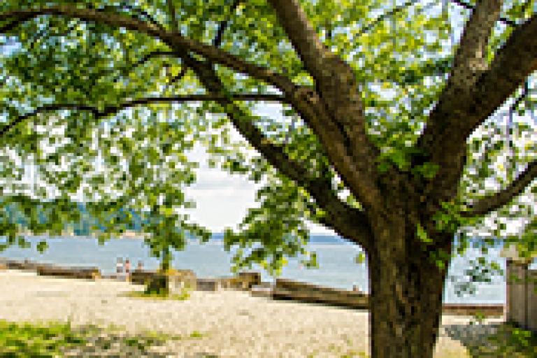 Norway Maple Tree, Specimen 1 - Ambleside Park