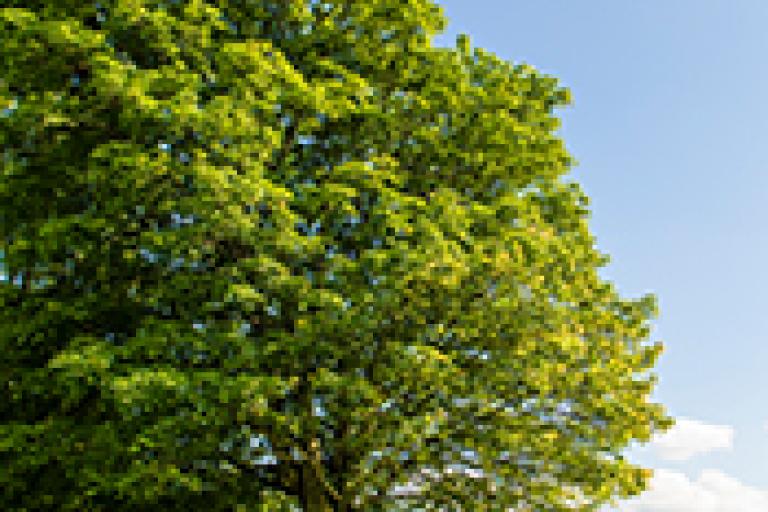 Silver Maple Trees, Specimen 2 - Ambleside Park