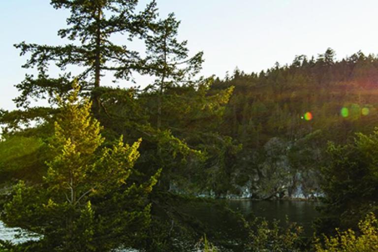 A forested coastline.